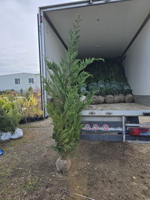 Chiparos Leylandii este un conifer de talie medie, din familia Cupress