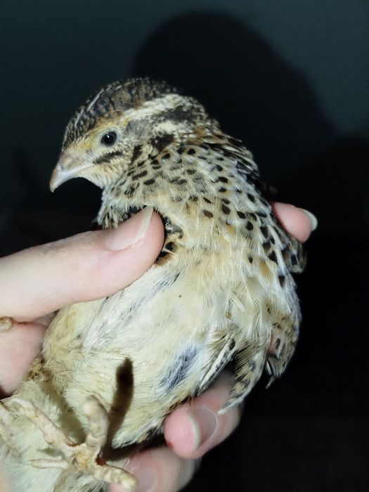 Бедана сотилади продается