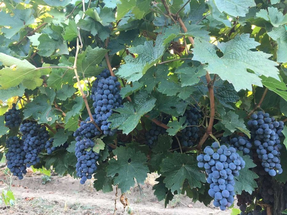 Продавам винено грозде