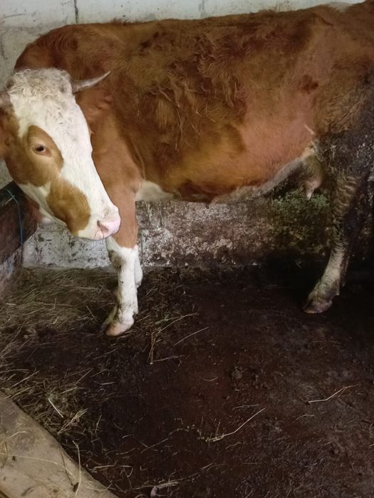 Vând vacă de 5 ani