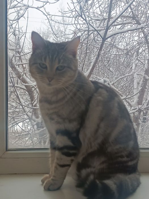 Отдам кошку бесплатно в добрые руки.