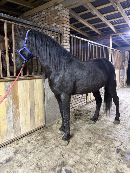 Продам жеребя тай