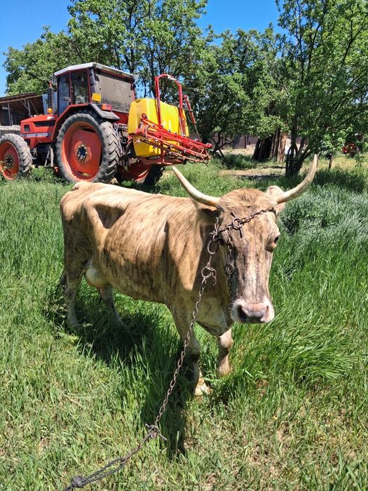 Vaca de vânzare,