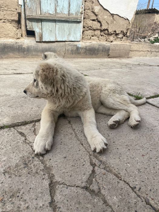Кушик сатылады кушик