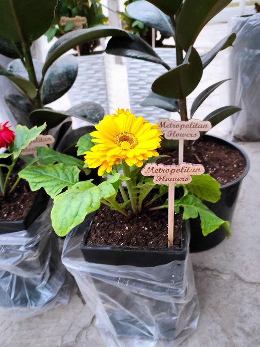 Офисные цветы. Фикусы, финиковые пальмы, герберы