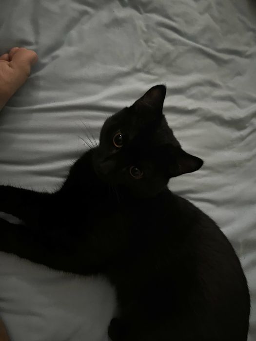 СРОЧНО‼️отдам кота в добрые руки