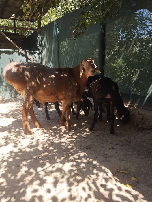 Arashan toza zottor qo'y