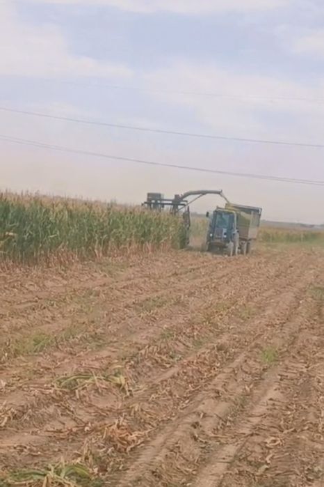 Силос       корма