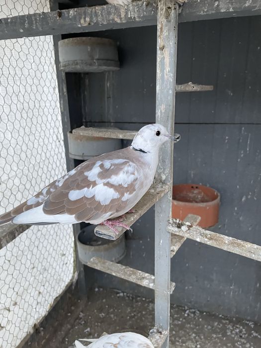 Schimb femela turturica râzătoare pe mascul