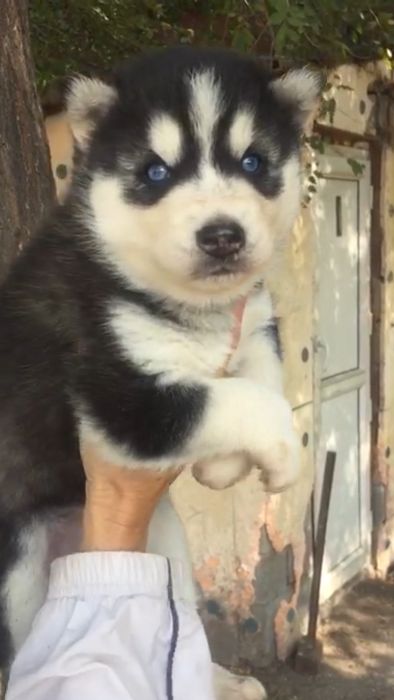 Пять красоток хаски