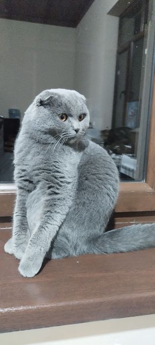 Киз мушук сотилади