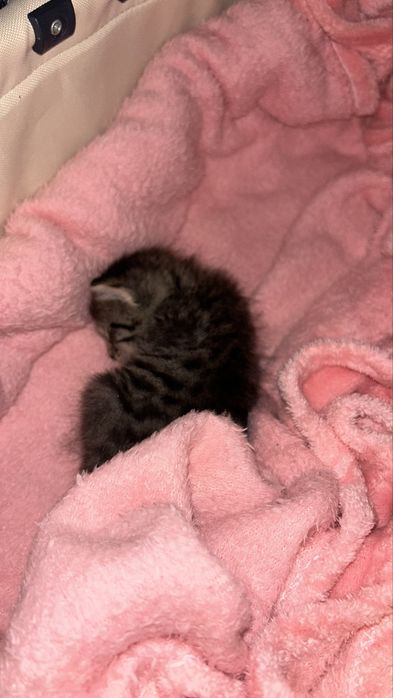 Отдам котенка маленького