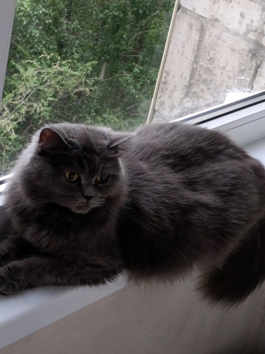 Котята скотиш страйт