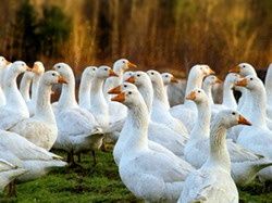 Vindem gâște pentru carne sau oua