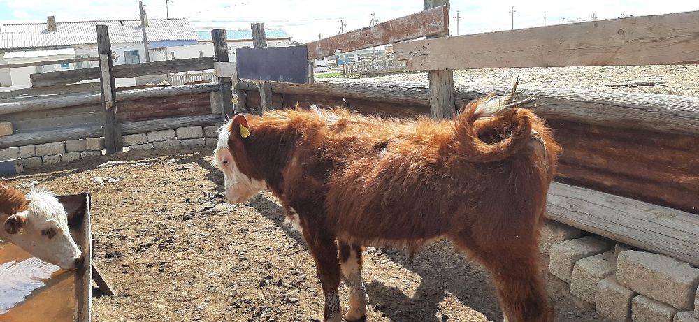 Тұқымдыққа ақбас бұқалар сатылад