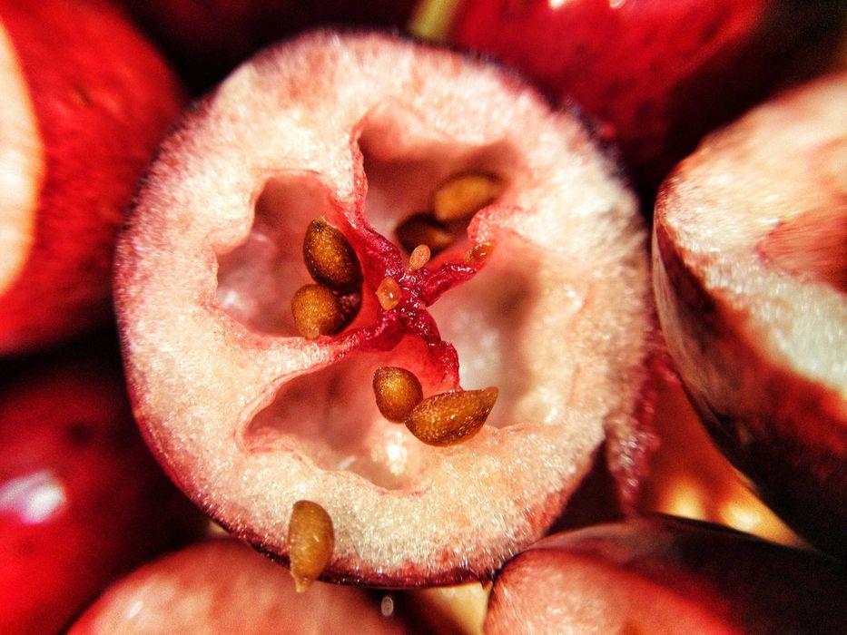 Боровинка - Разсад и Замразен плод