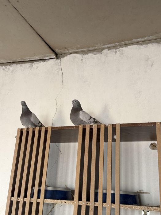 Светлосизы игровые