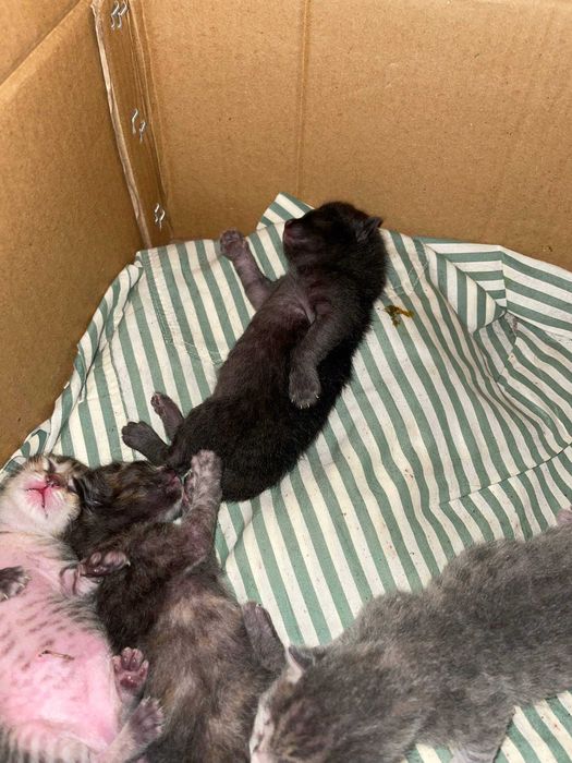 Котята в хорошие руки
