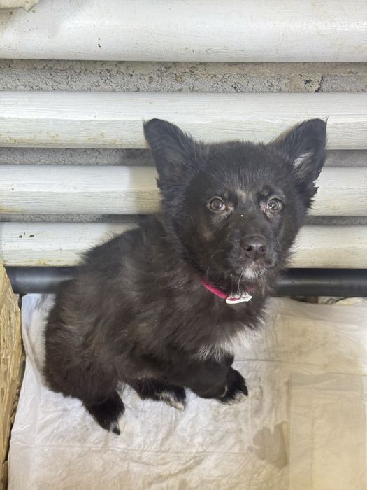 Собачка ишет дом