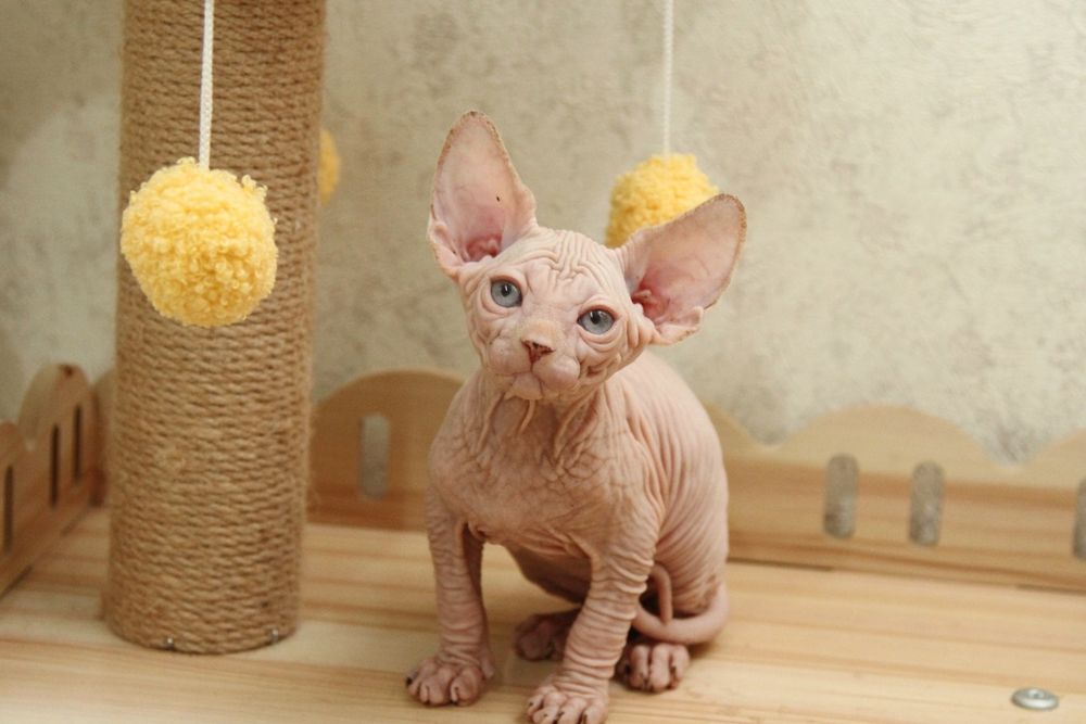 Канадские сфинксы. Котята