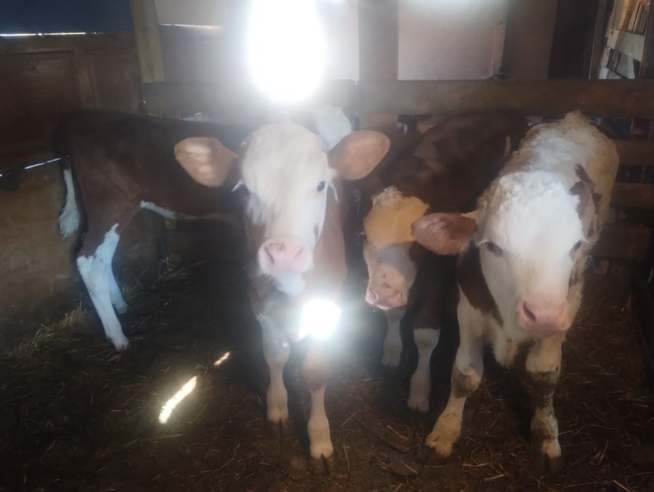 Vând 16 viței semi înțărcați