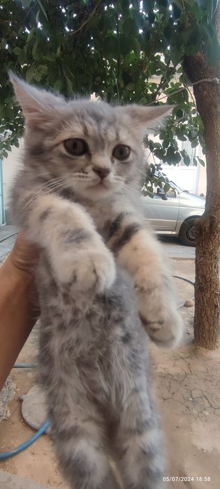 Mushuk sotiladi. Skotish strayt. O'g'il bola