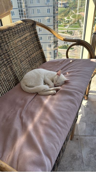 Отдам котенка красивого