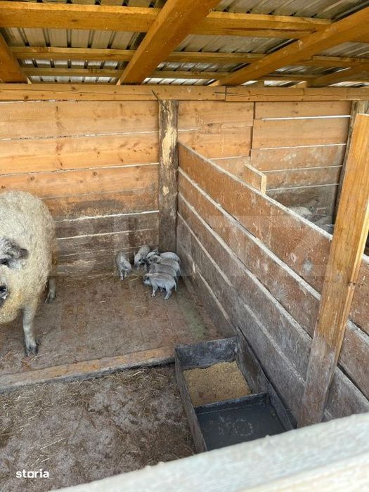 Ferma mica de animale – porci Mangalita & gaini de curte