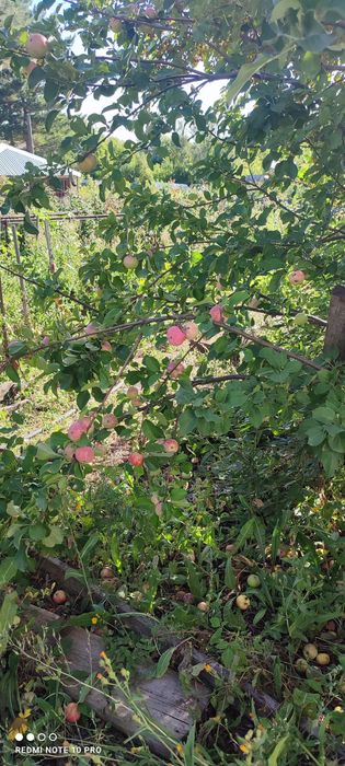 Дача СПП под телевышкой