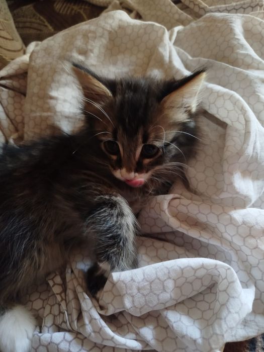 Котята в хорошие руки