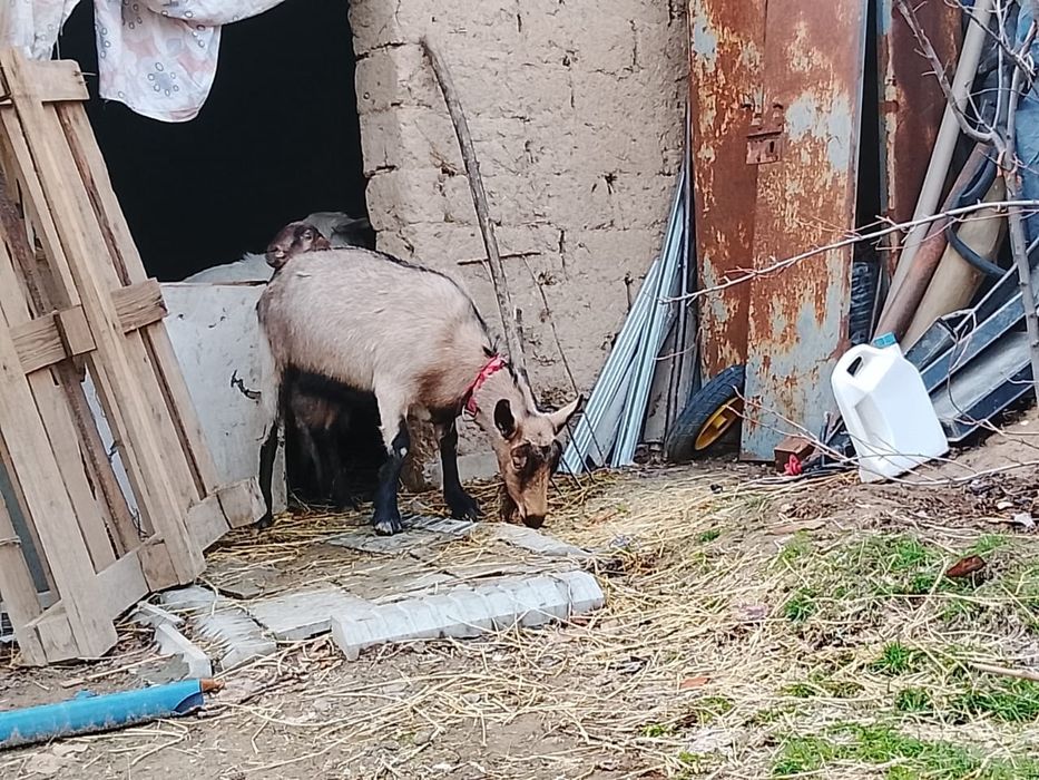 Альпий ешкі, буаз шыбыш