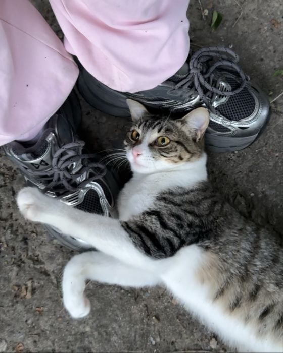 Ласковый котик ищет дом!