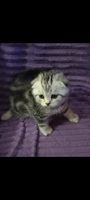 Вязка. Котик ждёт невесту.