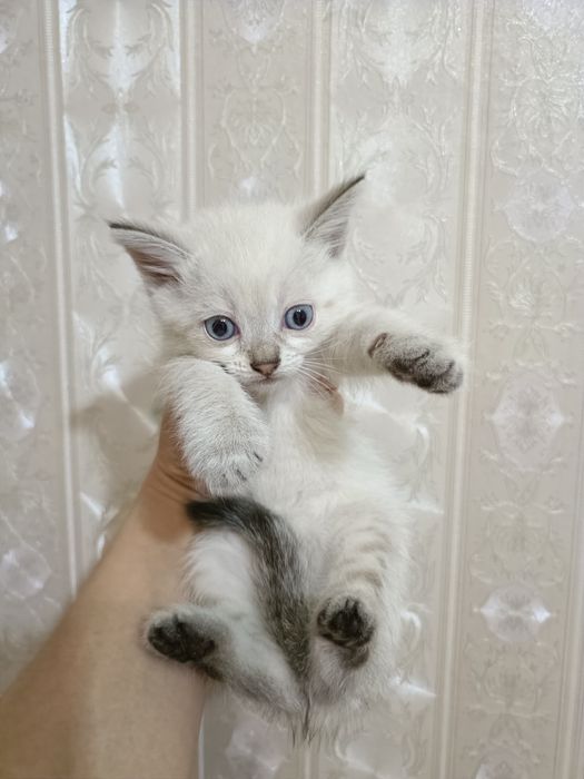 Милые котята ...