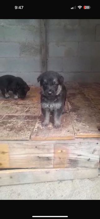 Восточный европейская овчарка