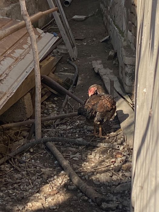 Продам курицу по низкой цене