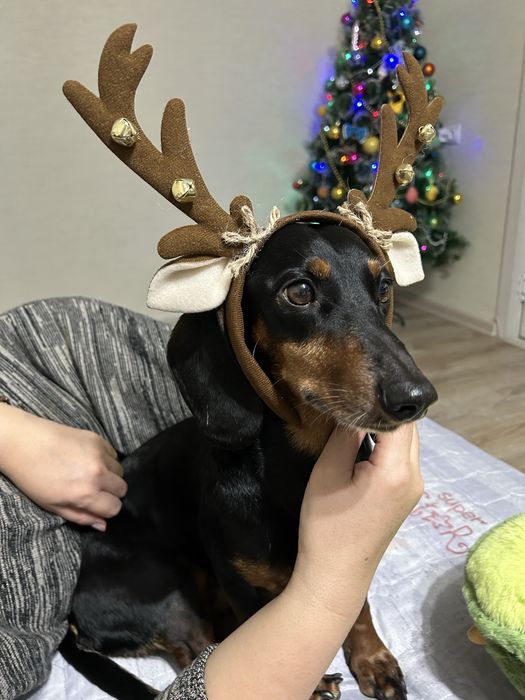 Такса, отдам в хорошие руки