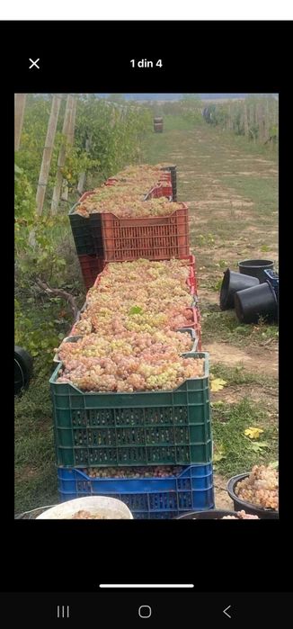 Struguri pentru vin si must