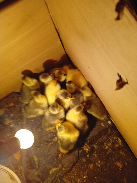 Продам  гусят.5 дней
