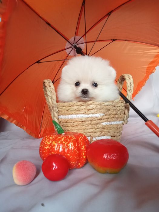 Щенки шпица мини