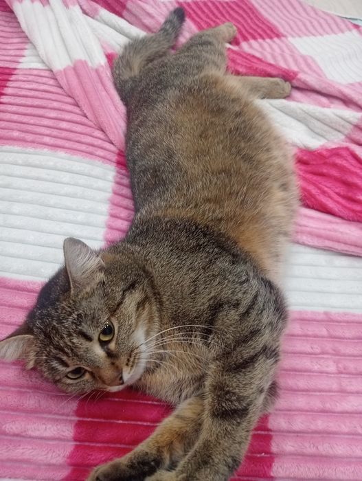 Срочно Отдам кошку в добрые руки