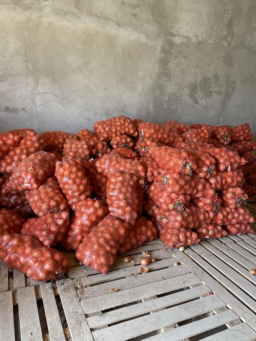 лук по оптовой цене