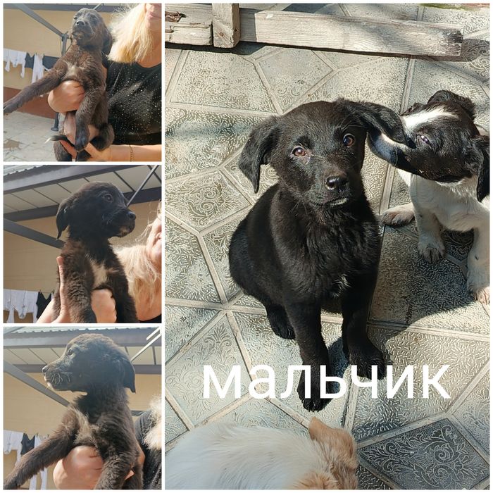 Пристраиваются в добрые ручки