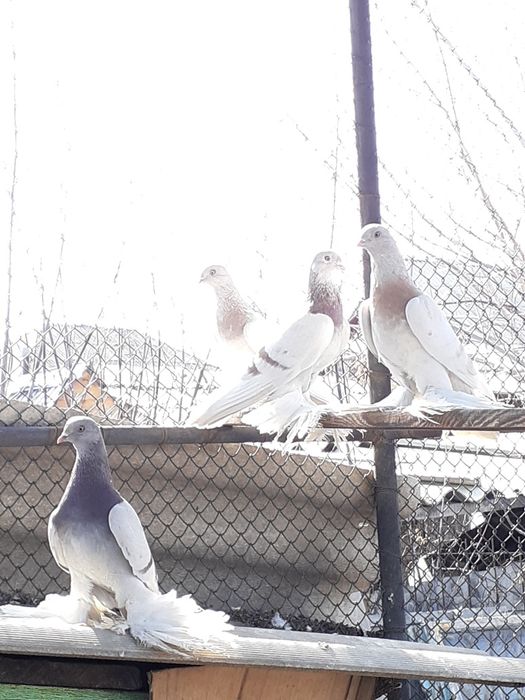 Продам голубей !
