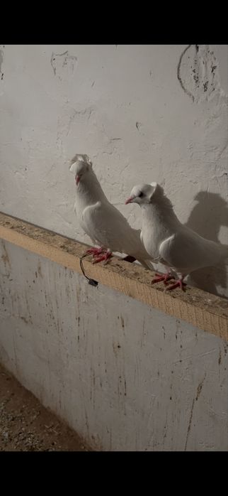 Пара бакинцы шикарные