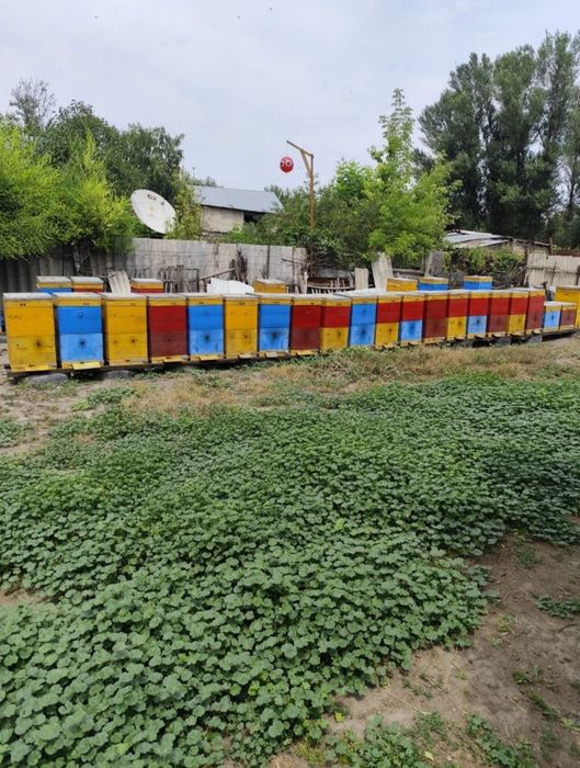Пчелы инвентарь.