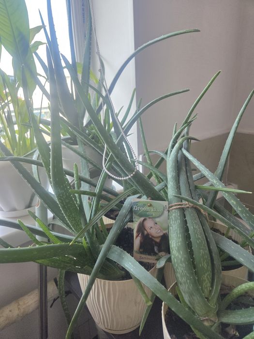 Алоэ вера (Aloe vera)