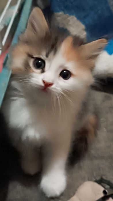 Отдам котенка девочки