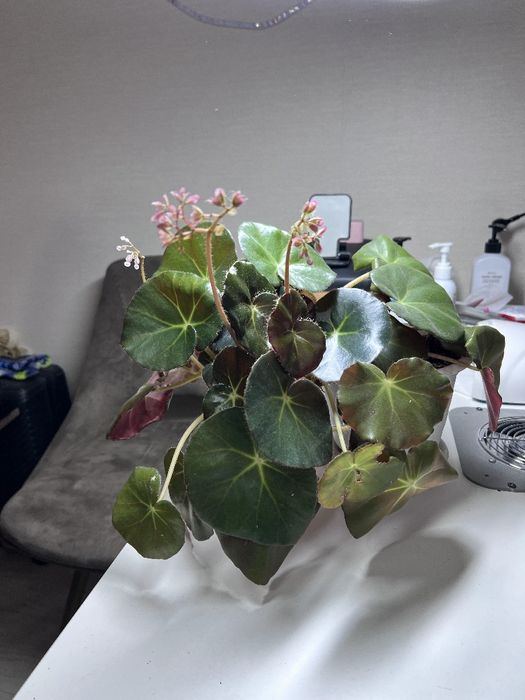 Цветы домашние ухоженные