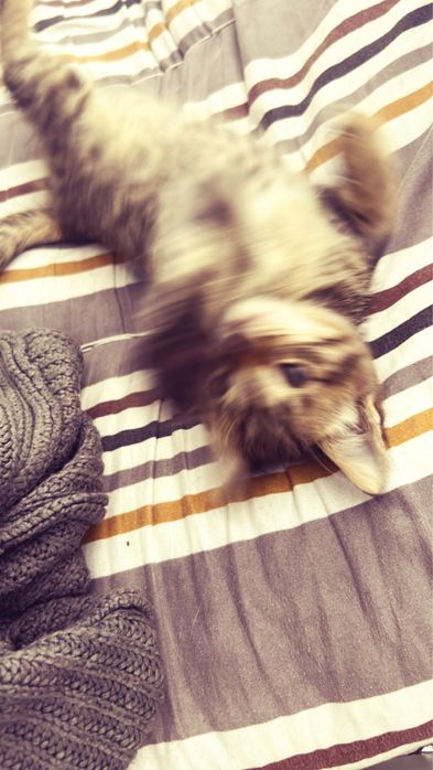 маленький котенок ищет дом!